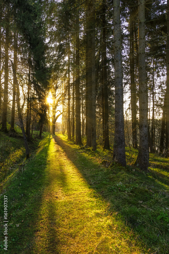 Obraz premium Wald vom Sonnenlicht durchflutet