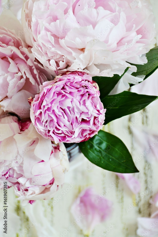 Obraz premium Peony Flowers on the light background
