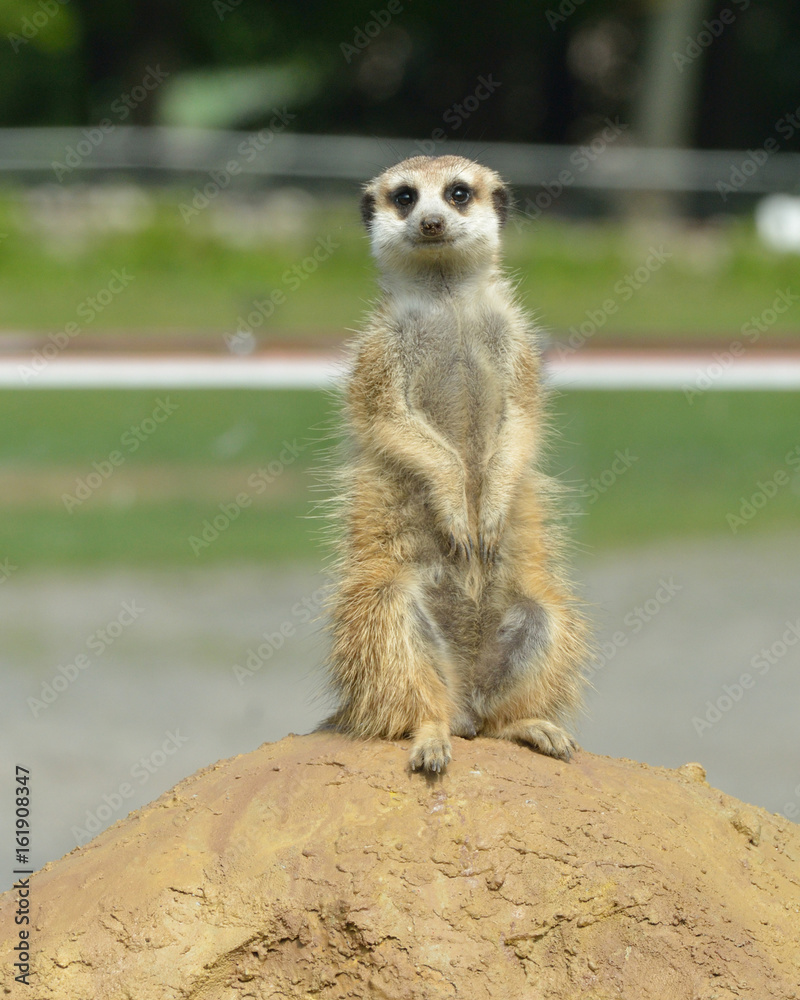 Fototapeta premium Meerkat (Suricata suricatta)