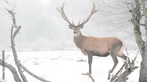 Stag during the winter season
