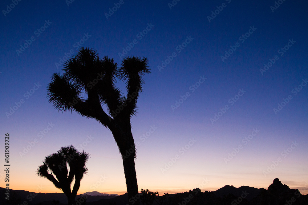 Joshua Tree Sunset