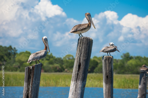 Pelican photo