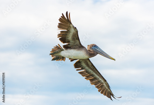 Pelican © Daniel L Grantham Jr