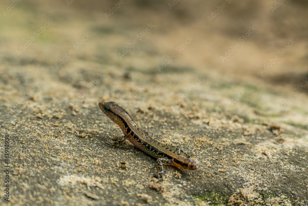 Obraz premium ambodia lizard