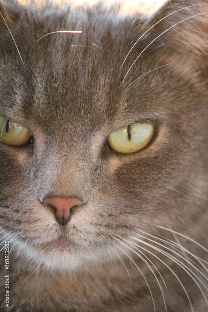 Pretty Kitty Pretty Kitty