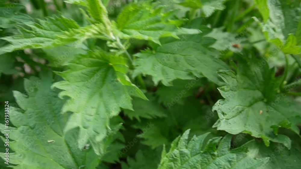 Fresh green nettle in spring wind breeze. Panorama, motion camera with steadicam.