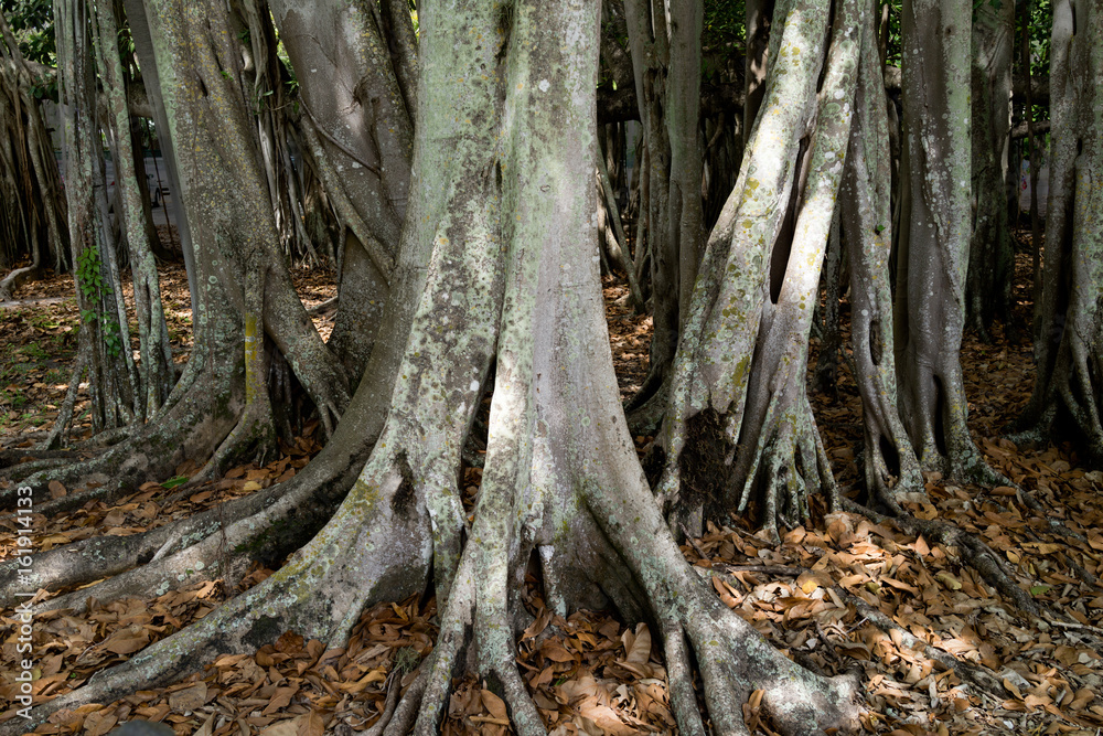Banyon Tree Banyon Tree