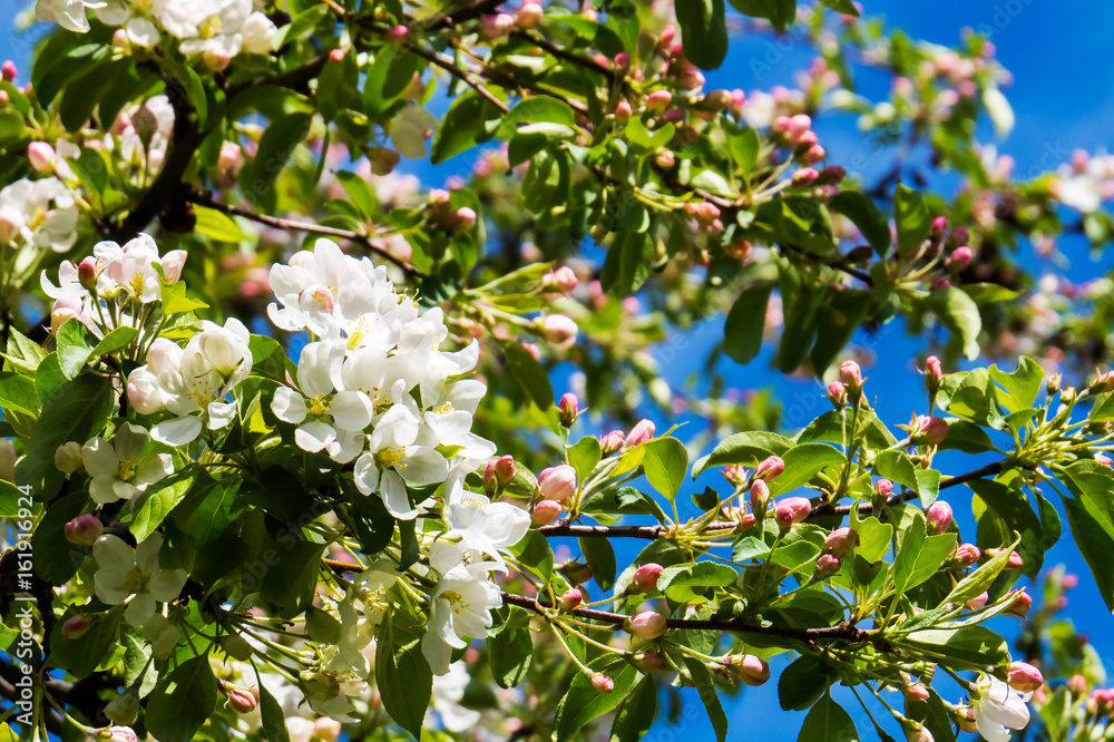 Fototapeta premium Spring flowers and tree with a nice blue sky. Quebec, Canada.