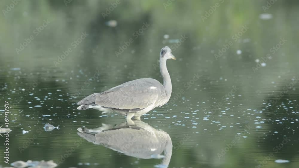 Grey heron Grey heron