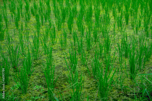 Green rice field close up. Rice in water on rice terraces, Ubud, Bali, Indonesia photo