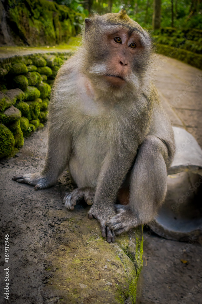 Long-tailed macaques Macaca fascicularis in The Ubud Monkey Forest Temple on Bali Indonesia