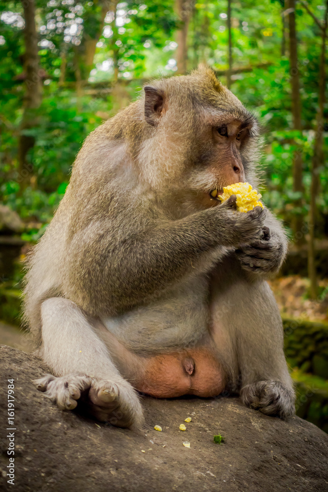 Long-tailed macaques Macaca fascicularis in The Ubud Monkey Forest Temple eating a cob corn using his hands sitting on a rock, on Bali Indonesia