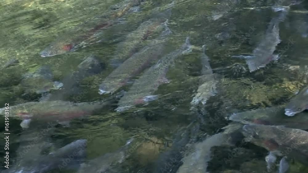 Rainbow trout growing up at the Fish Hatchery at the Bonneville Dam in Oregon Stock ビデオ Adobe