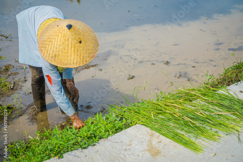 Farmer planting some rice seeds in a flooded land in terraces, Ubud, Bali, Indonesia photo