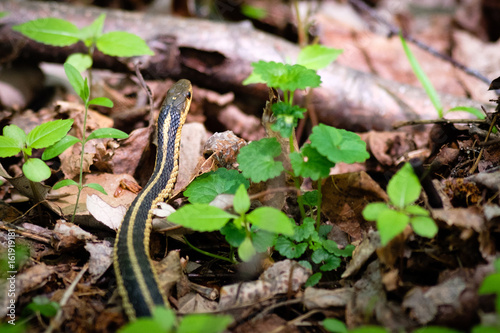 Common Garter Snake