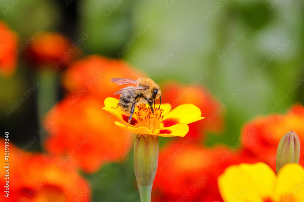 Bee on a flower Bee on a flower