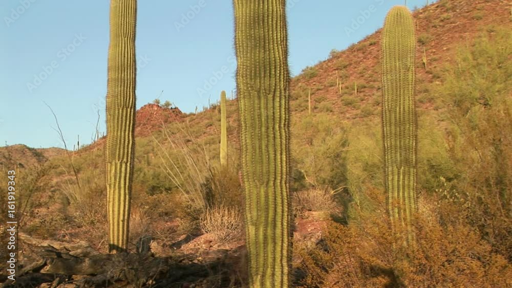 Woman's arms reaching out from behind the trunk on a Saguaro cactus Woman's arms reaching out from behind the trunk on a Saguaro cactus