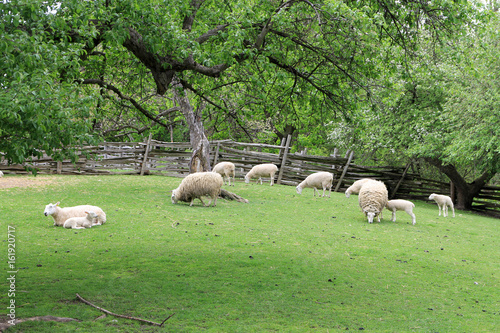 Group of sheep in the yard