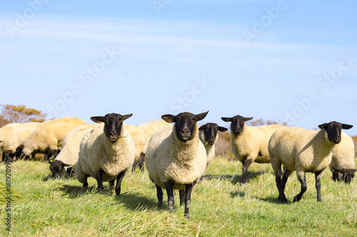 羊が一匹、羊が二匹、、、