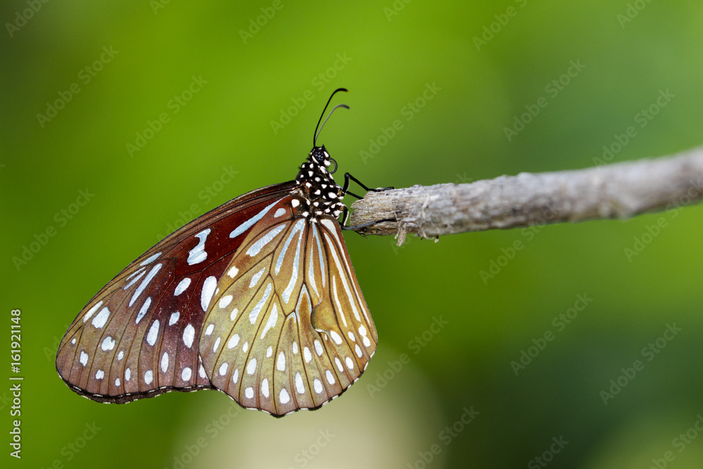 Image of a butterfly (The Pale Blue Tiger) on nature background. Insect ...