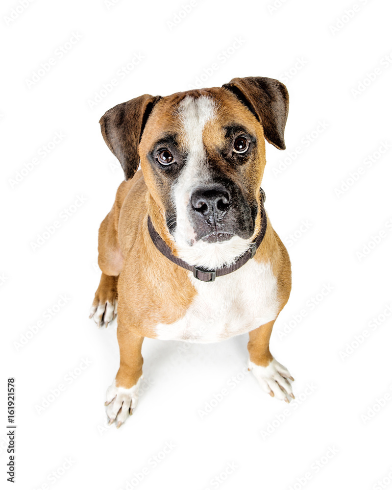 Boxer Crossbreed Dog Looking Up