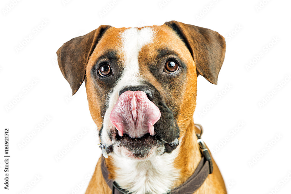 Closeup Boxer Dog Tongue Out