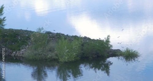 Gulls landing on a lake shore. The island of gulls. photo
