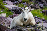 Perched Mountain Goat