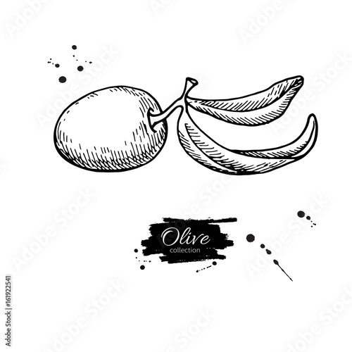 Olive branch. Hand drawn vector illustration. Isolated drawing on white background. Engraved plant
