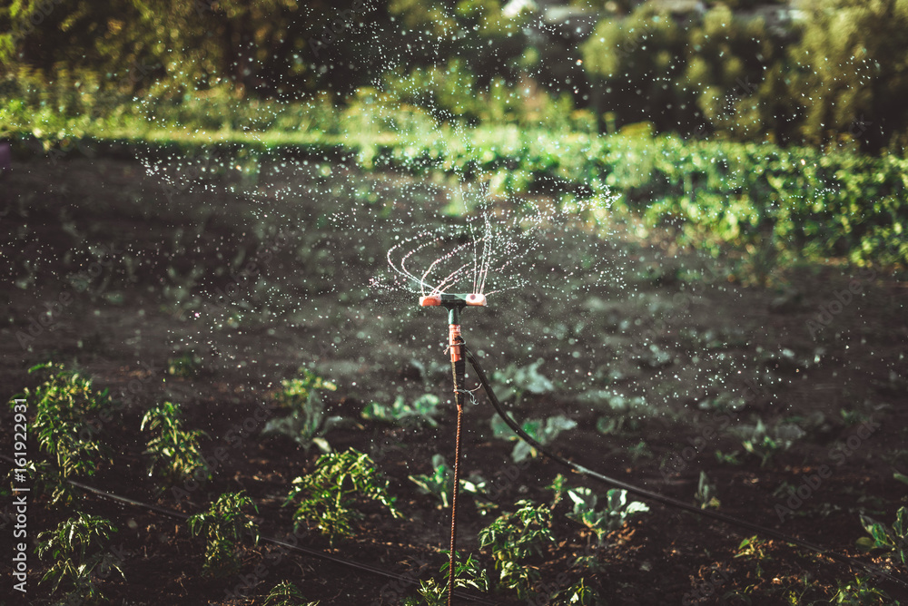 Watering the crop by automatic spraying. Many small drops. Soft Focus 