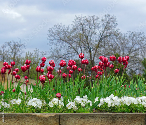 Park flowers tulips
