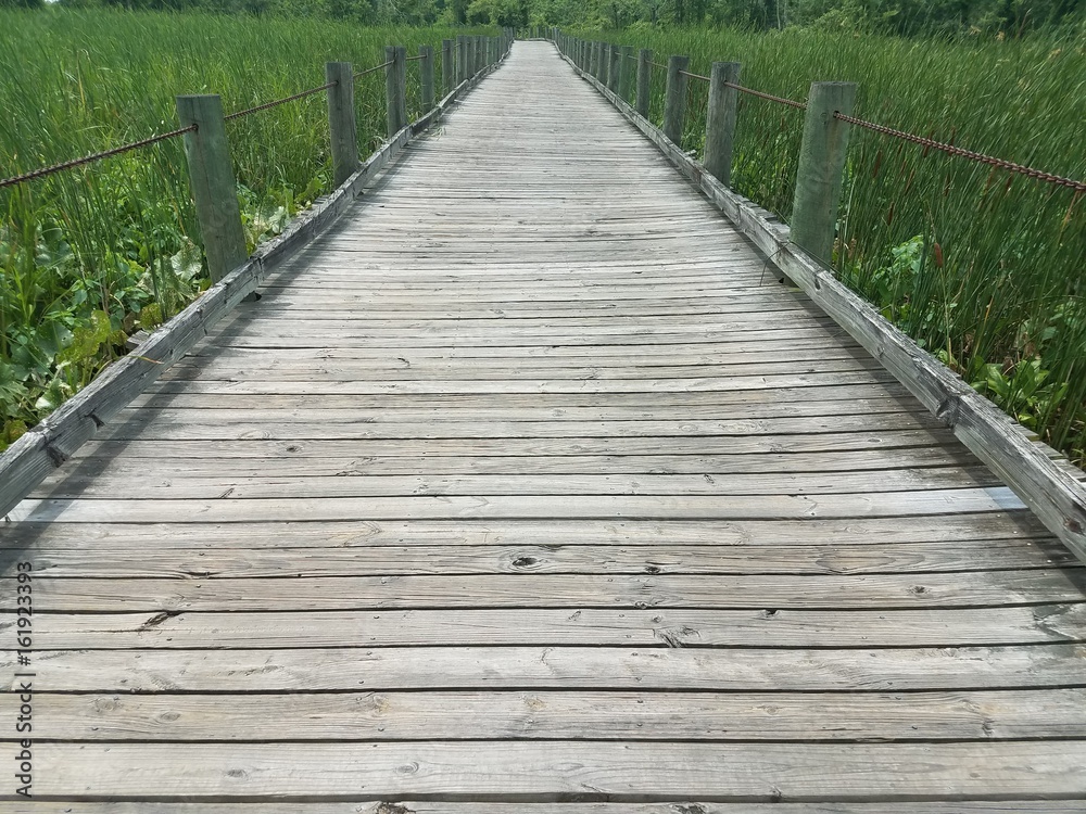 wood trail in the wetland or swamp