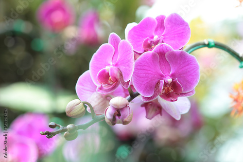 Close-up of pink orchid phalaenopsis. Bouquet of flowers orchids.