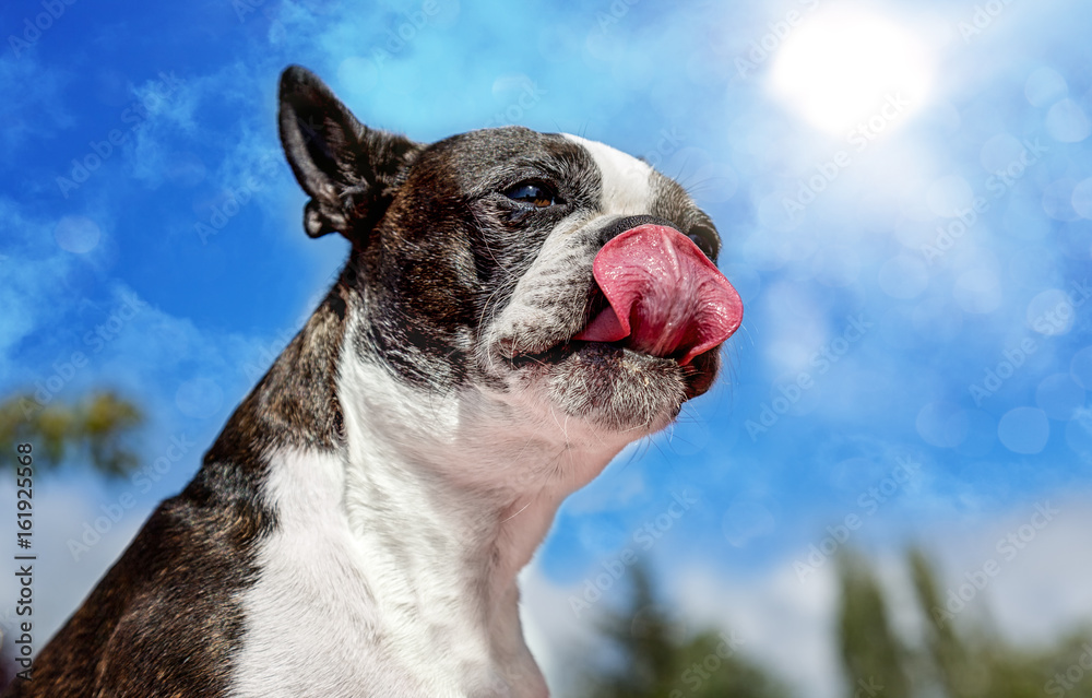 Boston Terrier Licking Chops On A Sunny Day