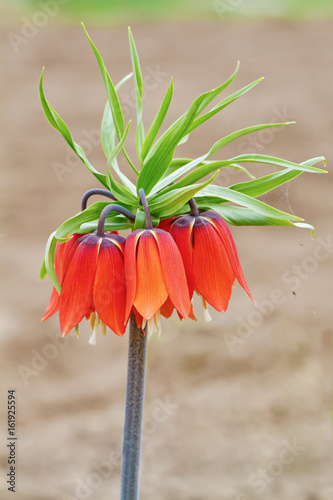 Photography Imperial hazel grouse