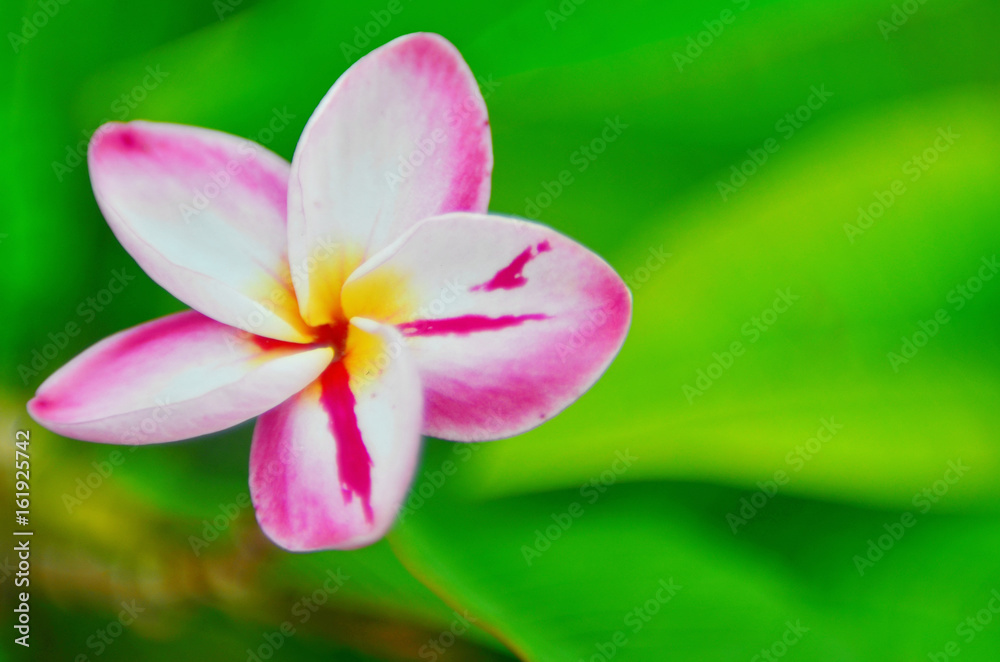 Plumeria or temple tree flower