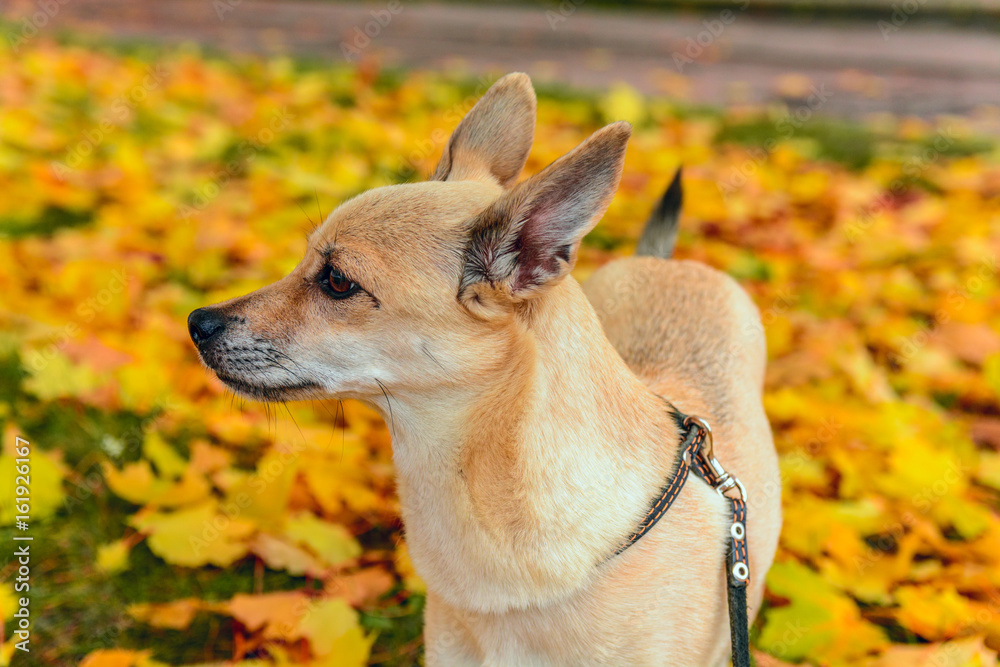 A dog on yellow leaves