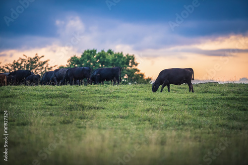 Obraz na plátně cows grazing at sunset with clouds