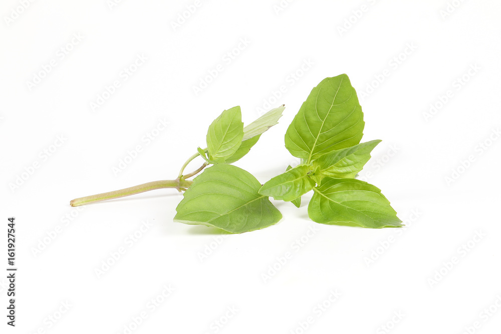 Green Thai Basil Green Thai Basil