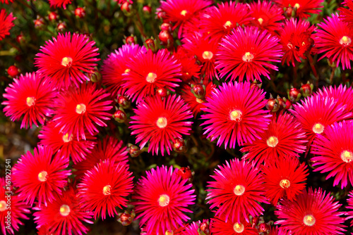 Red Ice Plant (Drosanthemum Floribundum), Flower background photo