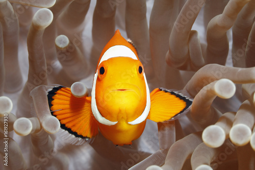 Fotografie, Obraz Clownfish, Amphiprion percula, in Sea Anemone