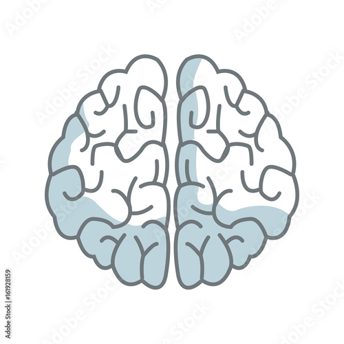 human brain organ health memory anatomy vector illustration