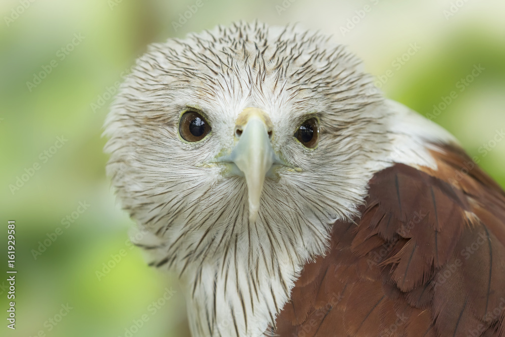Naklejka premium Hawks are staring in nature,Haliastur indus (Brahminy Kite)