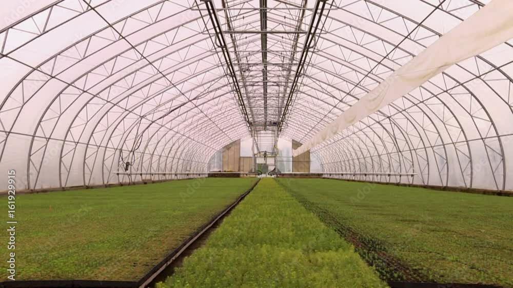 The seedlings in the greenhouse.Large industrial greenhouses. Green beds. The seedlings in the greenhouse.Large industrial greenhouses. Green beds.