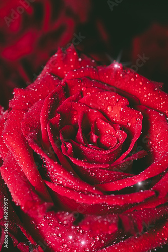 Top view and close up image on bright Red Rose and water drops for Valentine s Day