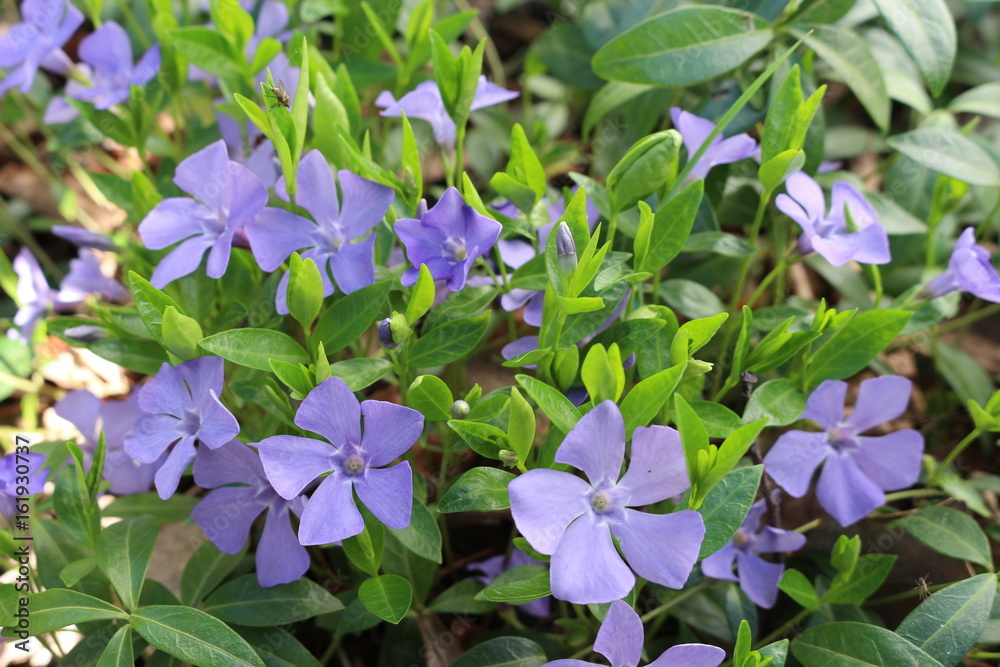Periwinkle Periwinkle