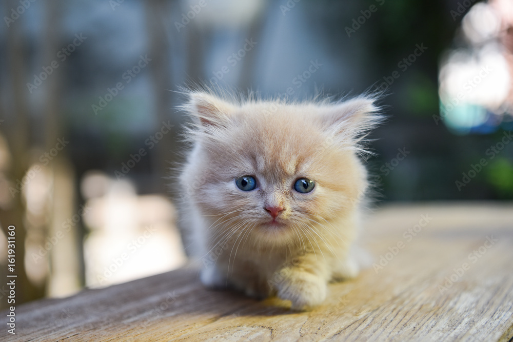 Stockfoto med beskrivningen Baby Munchkin Cat,Lovely,Thailand. | Adobe Stock