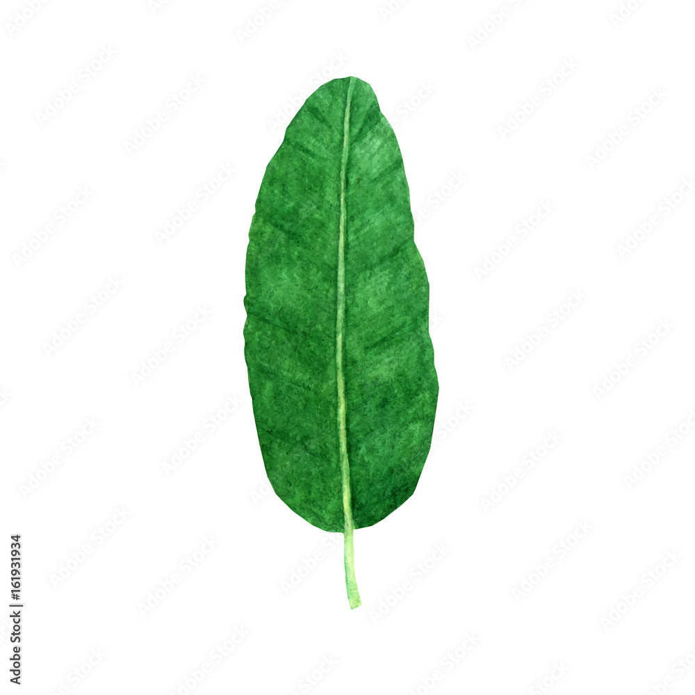 Obraz premium Hand drawn watercolor tropical banana leaf isolated on the white background. Vector.