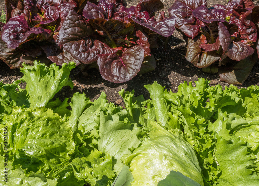 Obraz premium Lettuce plants in a raised bed at the herb garden at the Convent Inzigkofen on Upper Danube Valley, Swabian Alb, Baden Wuerttemberg, Germany, Europe