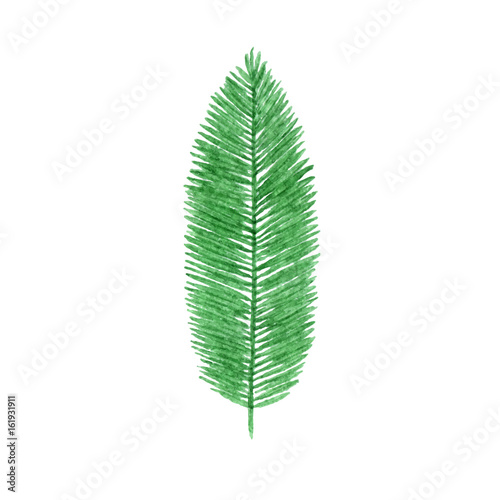 Hand drawn watercolor tropical palm leaf isolated on the white background. Vector.